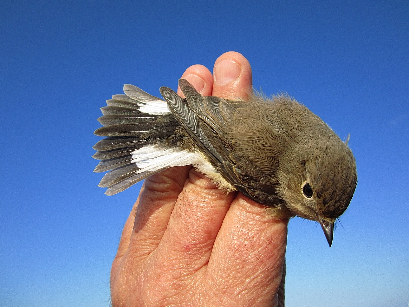 Red-breasted flycatcher, Sundre 20120829